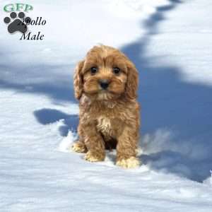 Apollo, Cavapoo Puppy